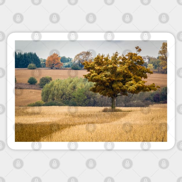 Fall Tree In Field Sticker by Robert Alsop